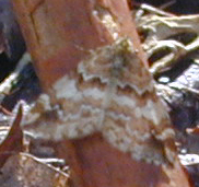Enchoria lacteata