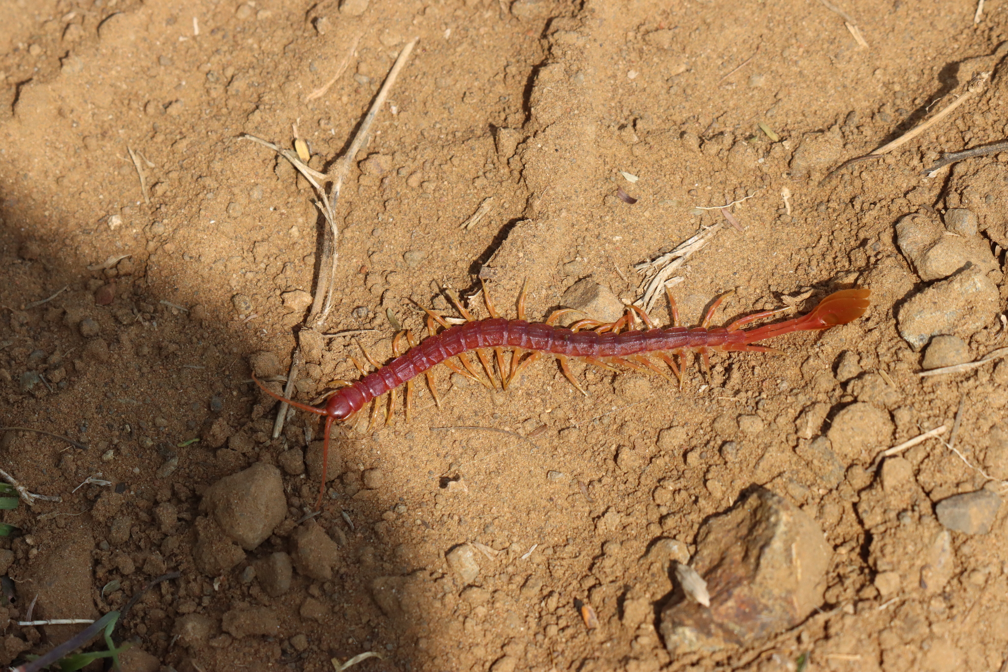 Alipes crotalus Gerstaecker, 1854