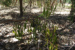 Amyema miquelii