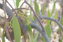 Amyema miquelii