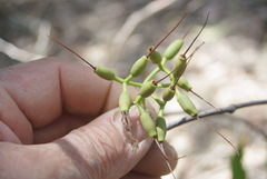 Amyema miquelii