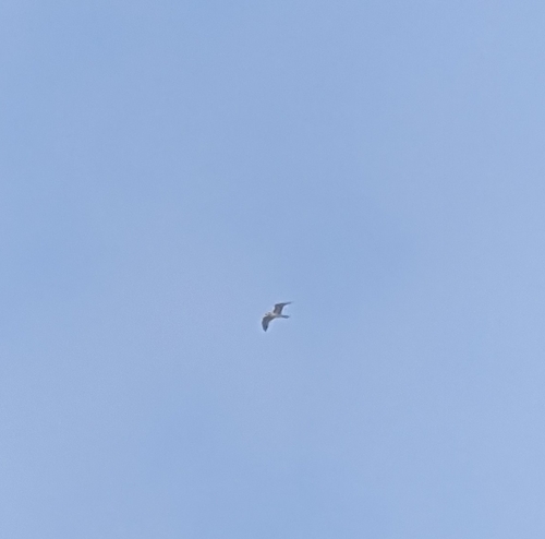 Avistamiento Gaviota de Audouin