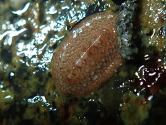 Lepidozona interstincta