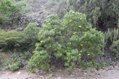 Cascabela thevetioides