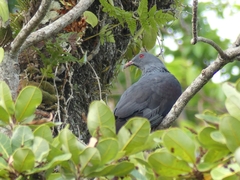 Ducula goliath