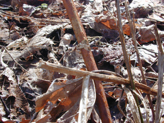 Enchoria lacteata