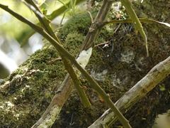 Septobasidium simmondsii