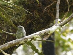 Septobasidium simmondsii