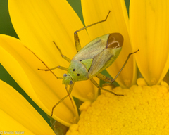 Closterotomus