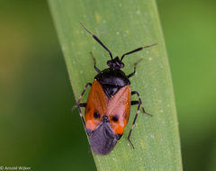 Deraeocoris rutilus