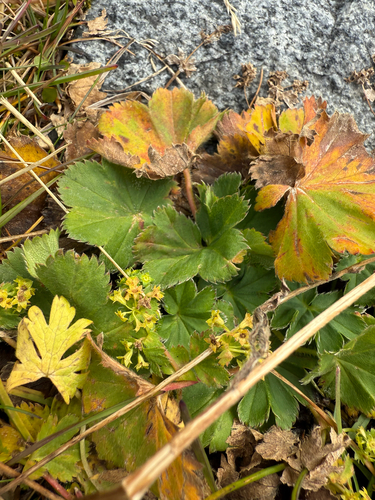 Thin-stem Lady's-mantle (Alchemilla filicaulis)