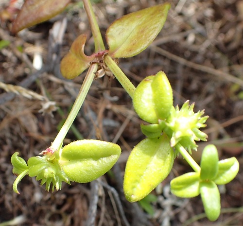 Image of Opercularia varia by no rights reserved