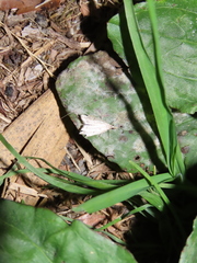 Diplopseustis