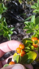 Coprosma montana