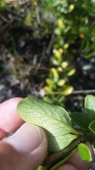 Coprosma montana
