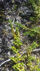 Coprosma montana