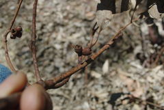 Eucalyptus goniocalyx