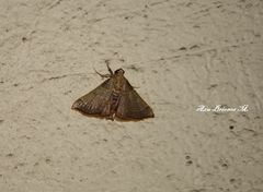 Hypsopygia binodulalis