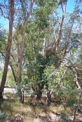 Eucalyptus goniocalyx