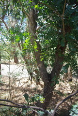 Eucalyptus goniocalyx