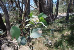 Eucalyptus dives