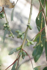 Eucalyptus goniocalyx