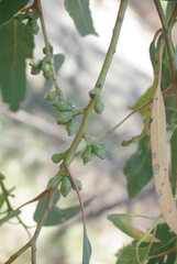 Eucalyptus goniocalyx