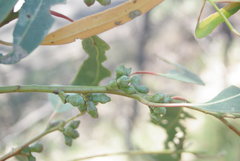 Eucalyptus goniocalyx