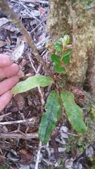 Elaphoglossum paleaceum
