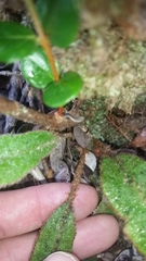 Elaphoglossum paleaceum