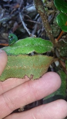 Elaphoglossum paleaceum