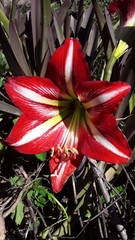 Hippeastrum vittatum