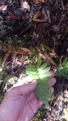 Polypodium pellucidum pellucidum