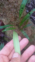 Elaphoglossum wawrae