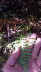 Polypodium pellucidum pellucidum