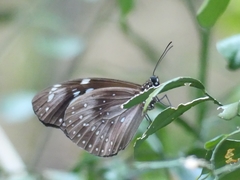 Euploea lewinii