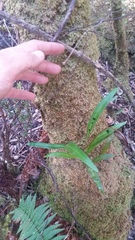 Elaphoglossum wawrae