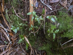 Metrosideros parkinsonii