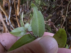 Metrosideros parkinsonii
