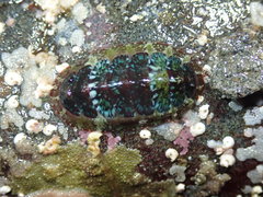 Dendrochiton flectens