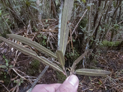 Pseudopanax linearis