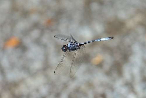 Macrothemis rupicola