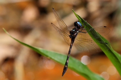 Macrothemis imitans