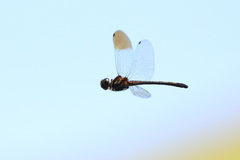 Macrothemis hemichlora