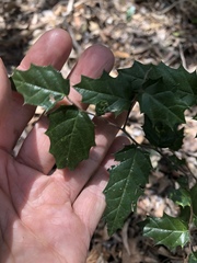 Aphananthe philippinensis