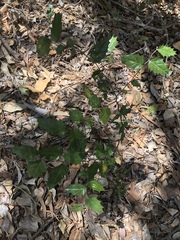 Aphananthe philippinensis