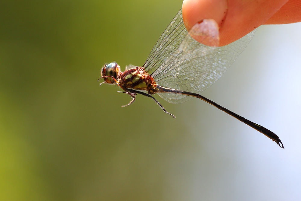 Attenuate Sylph