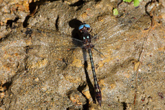Macrothemis imitans