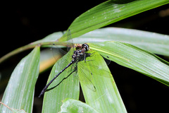 Macrothemis marmorata