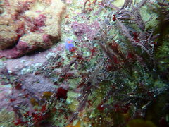 Sagaminopteron ornatum